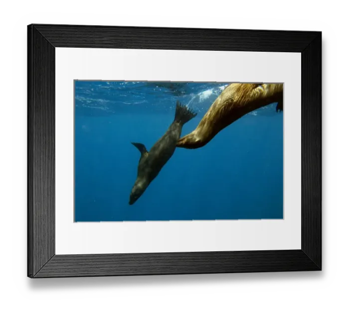 Framed Print : Galapagos sealion (Zalophus wollebaeki). Gardner Bay, Espanola (Hood) Island, Galapagos Islands Framed Print : Galapagos sealion (Zalophus wollebaeki). Gardner Bay, Espanola (Hood) Island, Galapagos Islands