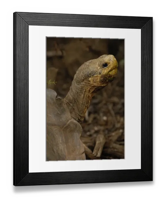 Framed Print : Galapagos Giant Tortoise - Saddleback form female (Geochelone elephantophus hoodensis) Framed Print : Galapagos Giant Tortoise - Saddleback form female (Geochelone elephantophus hoodensis)