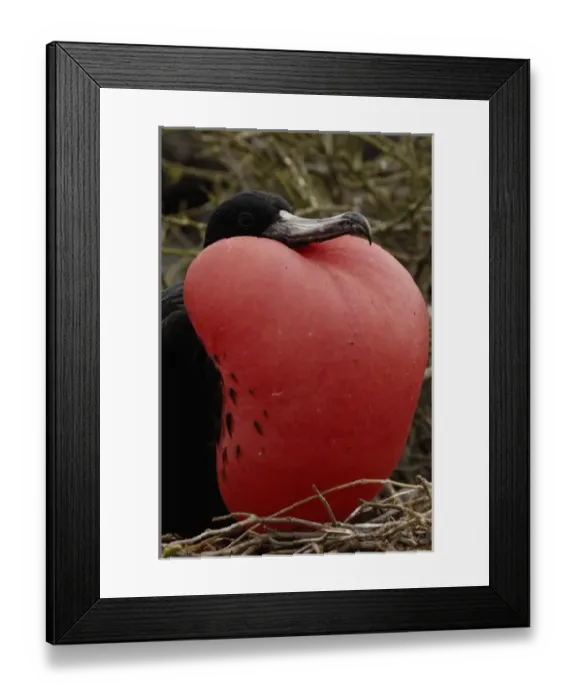 Framed Print : Great frigatebird (Fregata minor) - male. GALAPAGOS ISLANDS ECUADOR South America Framed Print : Great frigatebird (Fregata minor) - male. GALAPAGOS ISLANDS ECUADOR South America
