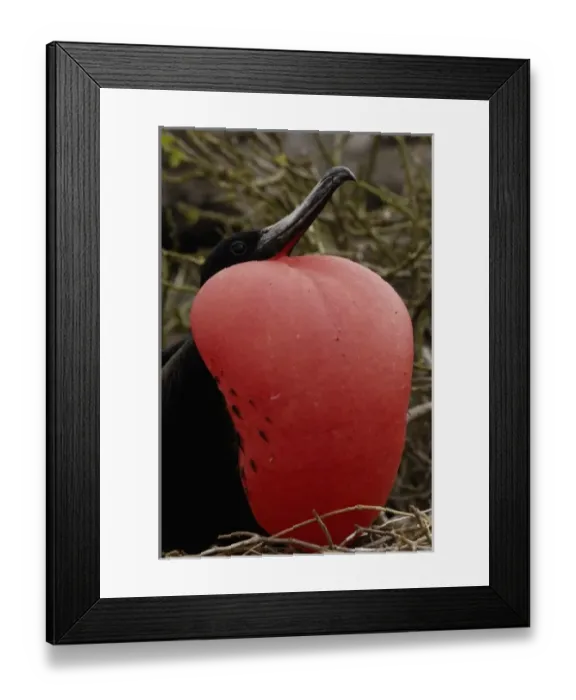 Framed Print : Great frigatebird (Fregata minor) - male Framed Print : Great frigatebird (Fregata minor) - male