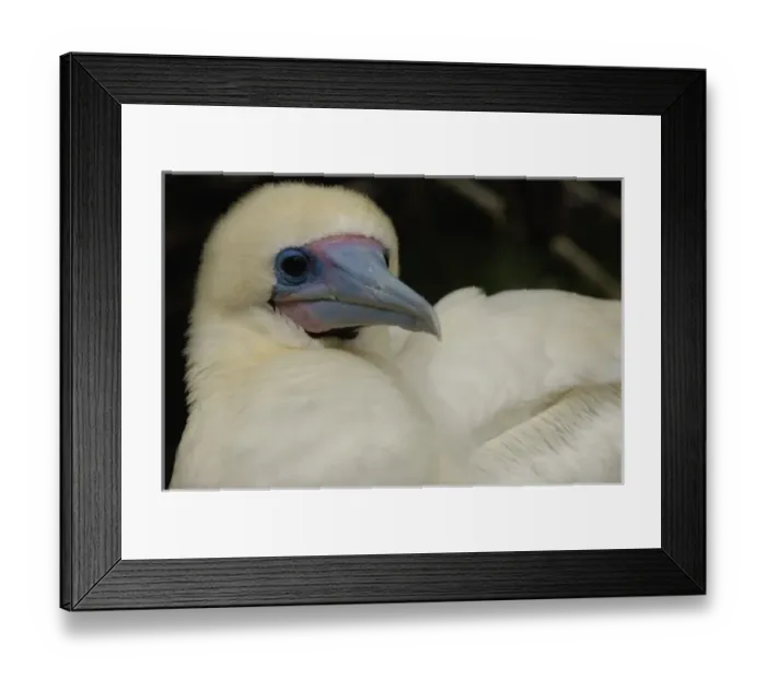 Framed Print : Central America, Ecuador Framed Print : Central America, Ecuador
