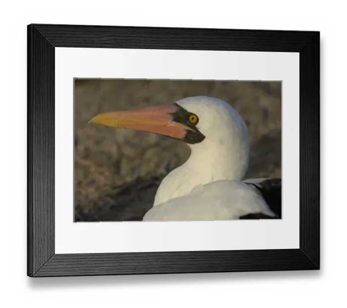 Framed Print : Nazca booby (formerly Masked booby) (Sula granti). Tower (Genovesa) Island. Galapagos Islands Framed Print : Nazca booby (formerly Masked booby) (Sula granti). Tower (Genovesa) Island. Galapagos Islands
