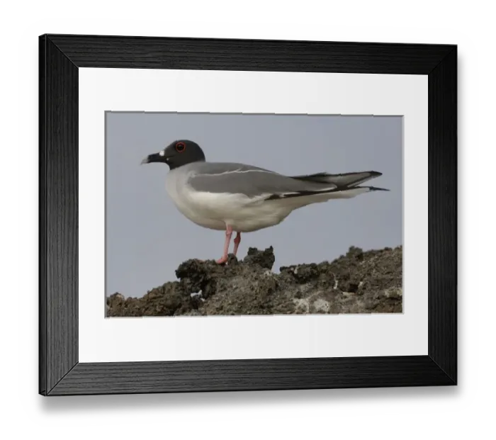 Framed Print : Central America, Ecuador Framed Print : Central America, Ecuador
