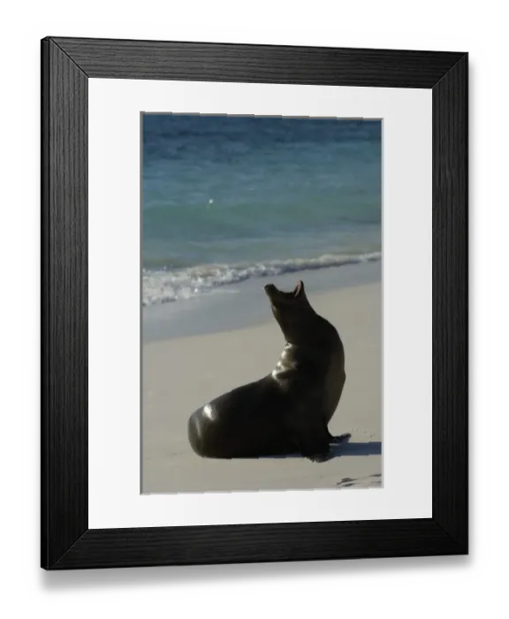 Framed Print : Galapagos sealion (Zalophus wollebaeki). Gardner Bay, Espanola (Hood) Island, Galapagos Islands