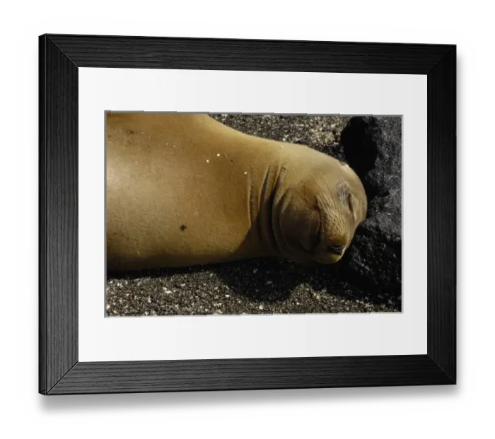 Framed Print : Galapagos sealion (Zalophus wollebaeki). Fernandina Island, Galapagos Islands. ECUADOR Framed Print : Galapagos sealion (Zalophus wollebaeki). Fernandina Island, Galapagos Islands. ECUADOR