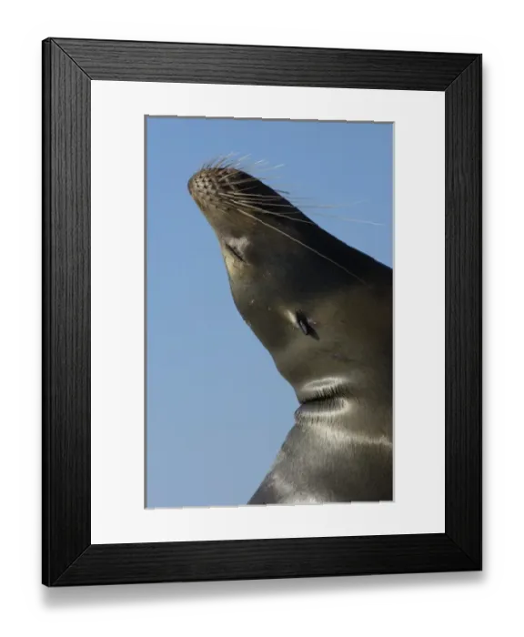 Framed Print : Galapagos sealion (Zalophus wollebaeki). Gardner Bay, Espanola (Hood) Island, Galapagos Islands