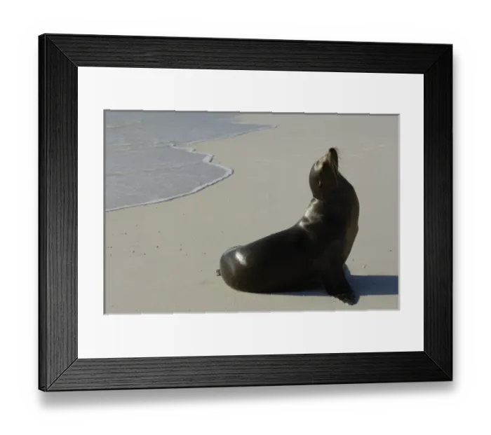 Framed Print : Galapagos sealion (Zalophus wollebaeki). Gardner Bay, Espanola (Hood) Island, Galapagos Islands