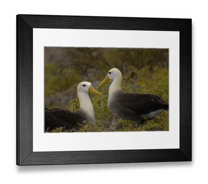 Framed Print : Central America, Ecuador Framed Print : Central America, Ecuador
