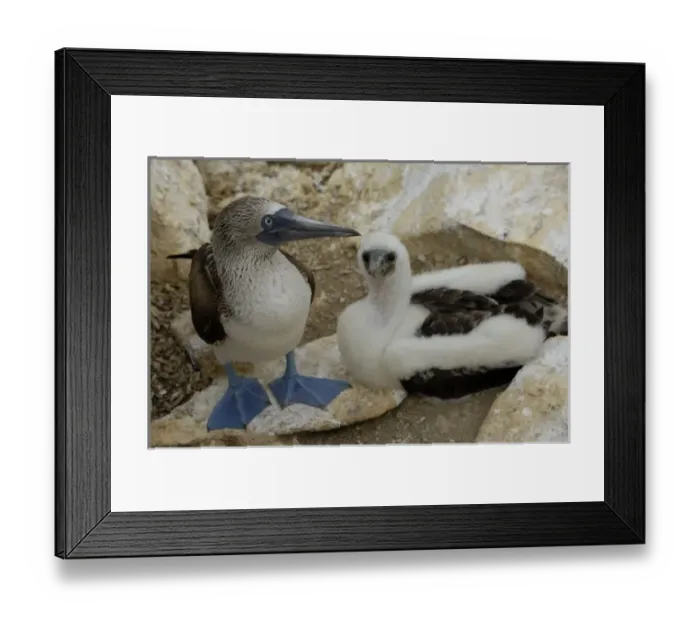 Framed Print : Central America, Ecuador Framed Print : Central America, Ecuador
