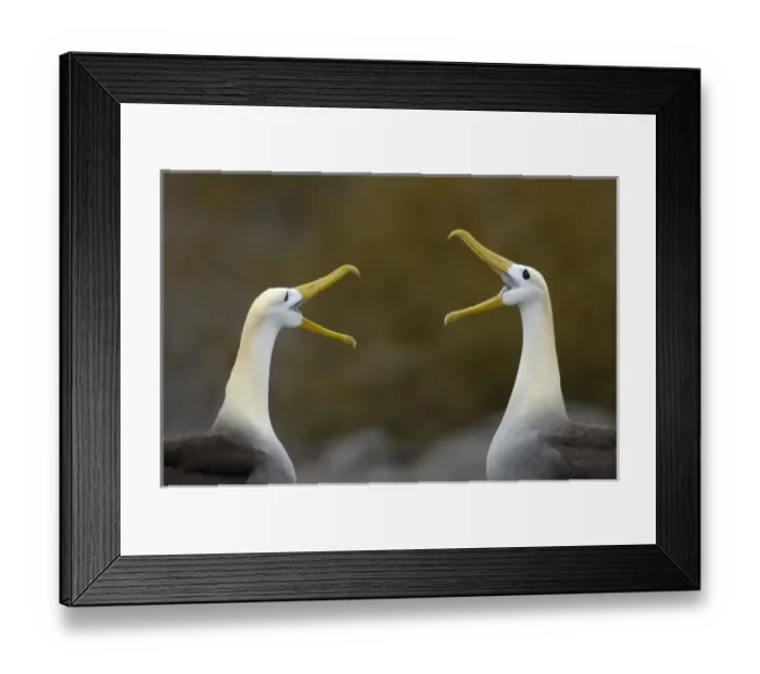 Framed Print : Waved albatross (Phoebastria irrorata) pair in courtship ritual which they perfect over the years