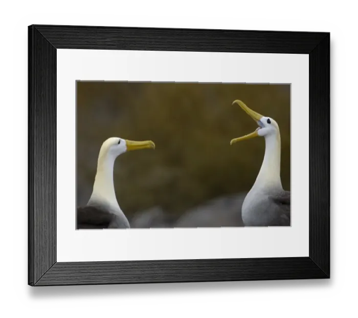 Framed Print : Waved albatross (Phoebastria irrorata) pair in courtship ritual which they perfect over the years Framed Print : Waved albatross (Phoebastria irrorata) pair in courtship ritual which they perfect over the years