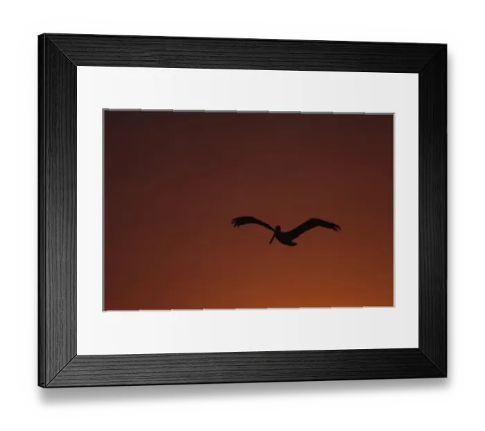 Framed Print : Porpoises Come to Play in Morning Fog, Broken Island Group, Pacific Rim National Park Preserve Framed Print : Porpoises Come to Play in Morning Fog, Broken Island Group, Pacific Rim National Park Preserve