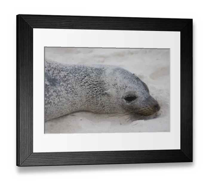 Framed Print : Galapagos sealion (Zalophus wollebaeki) Espaola or Hood Island, Galapagos Islands, Ecuador Framed Print : Galapagos sealion (Zalophus wollebaeki) Espaola or Hood Island, Galapagos Islands, Ecuador