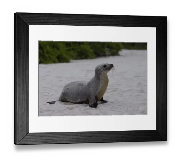 Framed Print : Galapagos sealion (Zalophus wollebaeki) Espaola or Hood Island, Galapagos Islands, Ecuador Framed Print : Galapagos sealion (Zalophus wollebaeki) Espaola or Hood Island, Galapagos Islands, Ecuador