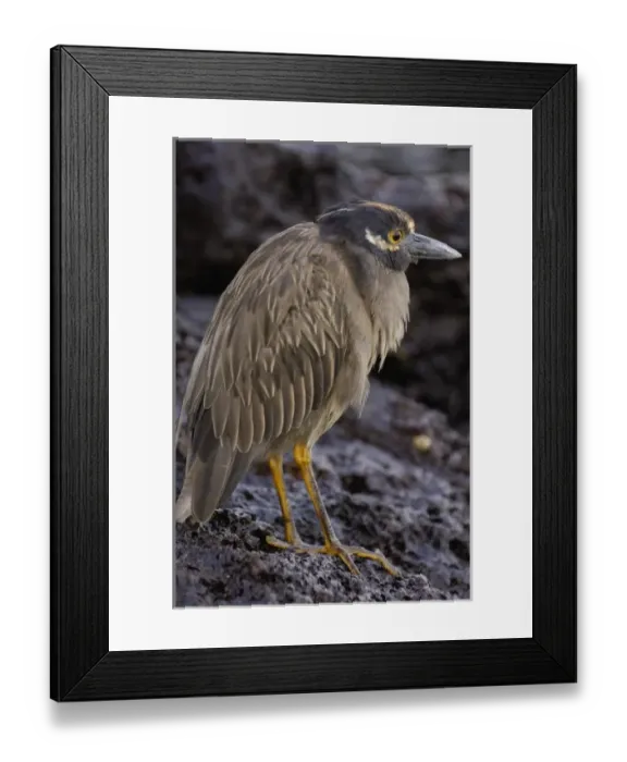 Framed Print : Yellow-crowned night heron (Nyctanassa violacea) Tower (Genovesa) Island Galapagos Islands Ecuador Framed Print : Yellow-crowned night heron (Nyctanassa violacea) Tower (Genovesa) Island Galapagos Islands Ecuador