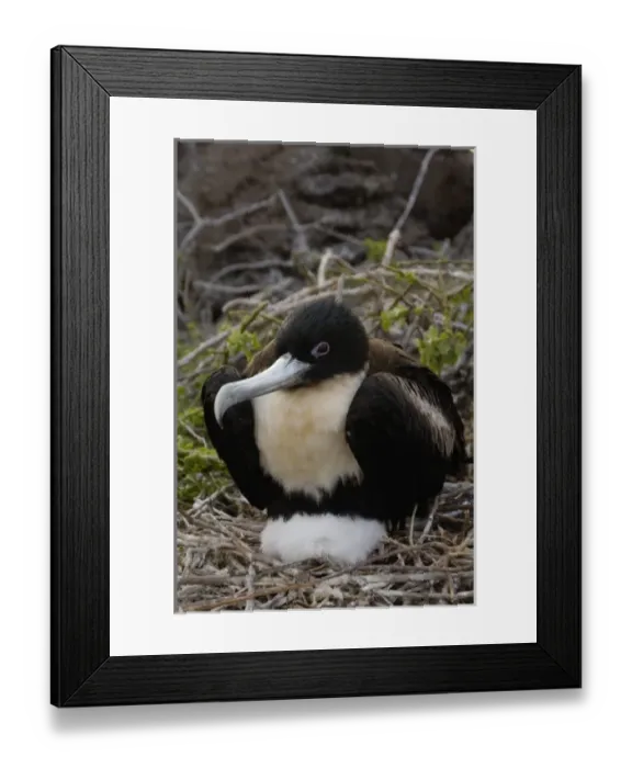 Framed Print : Central America, Ecuador Framed Print : Central America, Ecuador