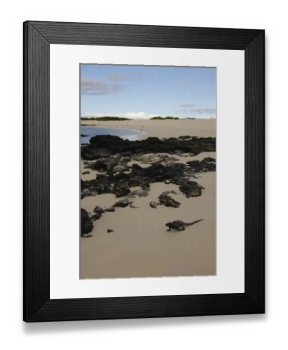 Framed Print : Marine Iguana (Amblyrhynchus cristatus) Bachas Beach. North Santa Cruz Island, Galapagos Framed Print : Marine Iguana (Amblyrhynchus cristatus) Bachas Beach. North Santa Cruz Island, Galapagos