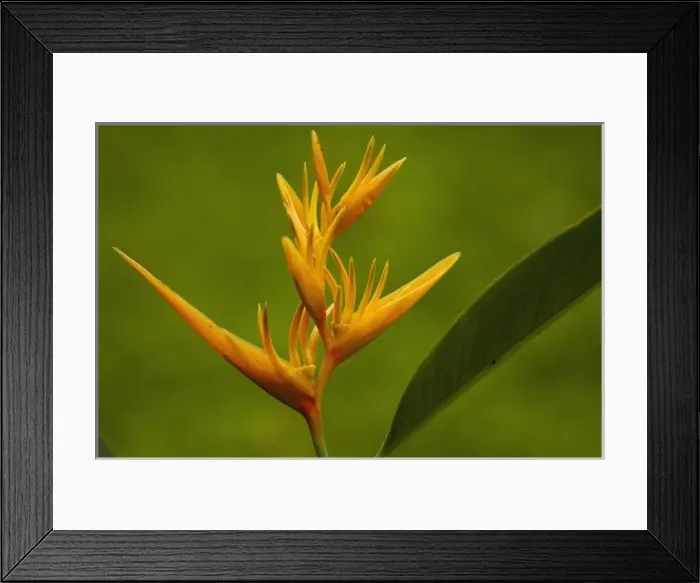 Framed Print : Central America, Ecuador Framed Print : Central America, Ecuador