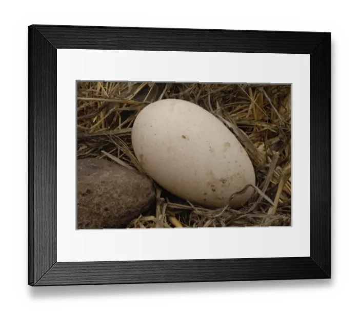 Framed Print : Waved albatross egg (Phoebastria irrorata) Espaola Island Galapagos Islands Ecuador