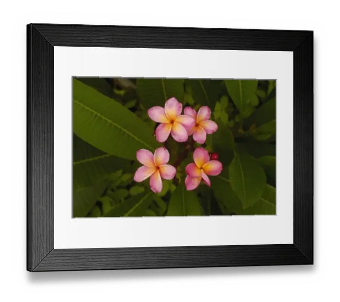 Framed Print : Napo Wildlife Centre Lodge. a angu Lake, Yasuni National Park. Amazon Rain Forest Framed Print : Napo Wildlife Centre Lodge. a angu Lake, Yasuni National Park. Amazon Rain Forest