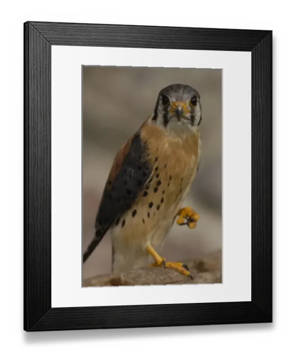 Framed Print : American Kestrel (Falco sparverius) Ecuador, South America Framed Print : American Kestrel (Falco sparverius) Ecuador, South America