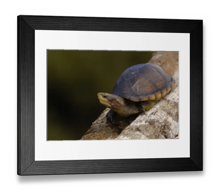 Framed Print : White-lipped mud turtle (Kinosternon leucostomum postinguinale) Western Ecuador