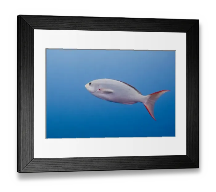 Framed Print : Creole Fish or Gringo (Paranthias colonus) Central Isles, Galapagos Islands, Ecuador Framed Print : Creole Fish or Gringo (Paranthias colonus) Central Isles, Galapagos Islands, Ecuador
