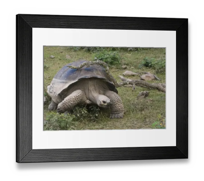 Framed Print : Central America, Ecuador Framed Print : Central America, Ecuador