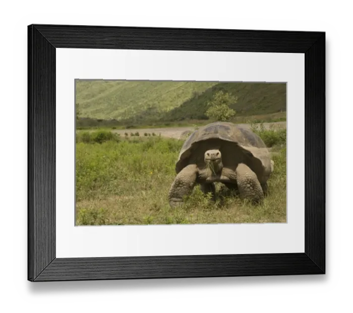 Framed Print : Central America, Ecuador Framed Print : Central America, Ecuador