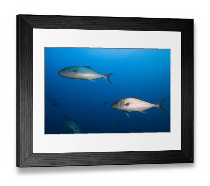 Framed Print : Almaco Jack or Palometa (Seriola rivoliana) off of Wolf Island, Galapagos Islands, Ecuador Framed Print : Almaco Jack or Palometa (Seriola rivoliana) off of Wolf Island, Galapagos Islands, Ecuador