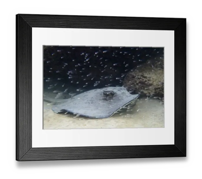 Framed Print : Diamond Stingray (Dasyatis brevis), Tagus Cove, Isabela Island. Galapagos Islands, Ecuador
