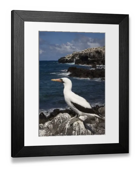 Framed Print : Nazca Booby, (formerly Masked booby) (Sula granti) Punta Cevallos, Espanola or Hood Island