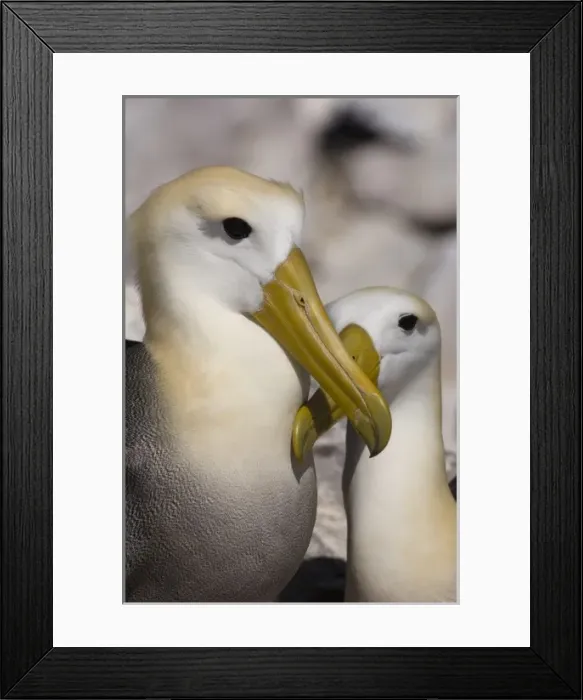 Framed Print : Waved Albatross (Phoebastria irrorata) Courtship, Punta Cevallos, Espanola Island