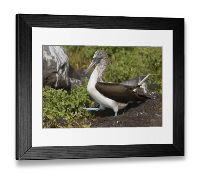 Framed Print : Central America, Ecuador Framed Print : Central America, Ecuador