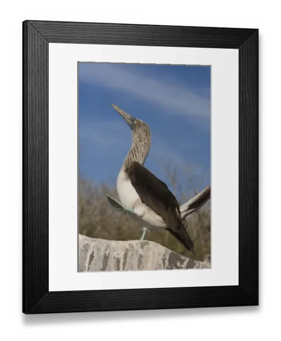 Framed Print : Blue-footed booby (Sula nebouxii excisa) Punta Cevallos, Espanola or Hood Island Island