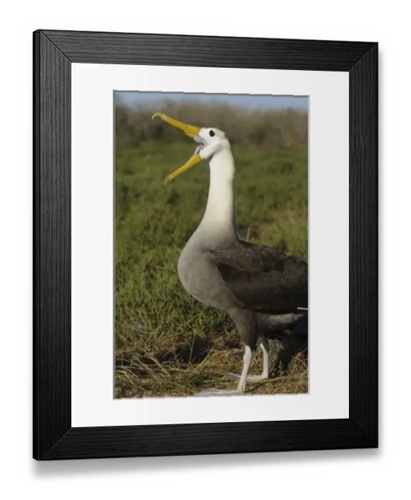Framed Print : Central America, Ecuador Framed Print : Central America, Ecuador