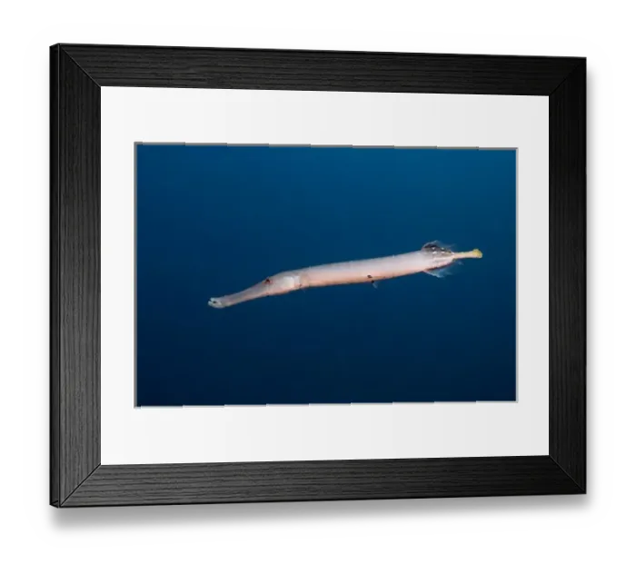 Framed Print : Trumpetfish (Aulostomus chinensis) off of Wolf Island, Galapagos Islands, Ecuador Framed Print : Trumpetfish (Aulostomus chinensis) off of Wolf Island, Galapagos Islands, Ecuador