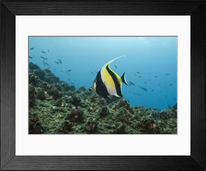 Framed Print : Moorish Idol (Zanclus canescens) off of Wolf Island, Galapagos Islands, Ecuador