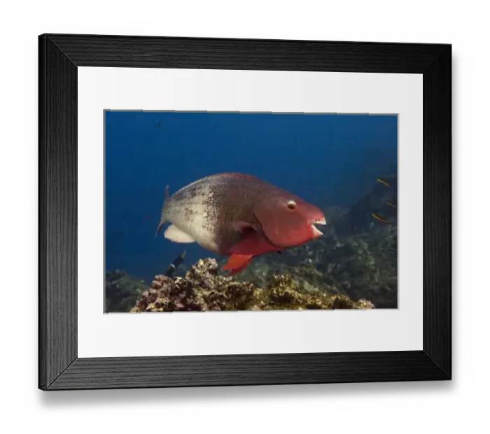 Framed Print : Bicolor Parrotfish (Scarus rubroviolaceus) off of Wolf Island in the northern archepelago