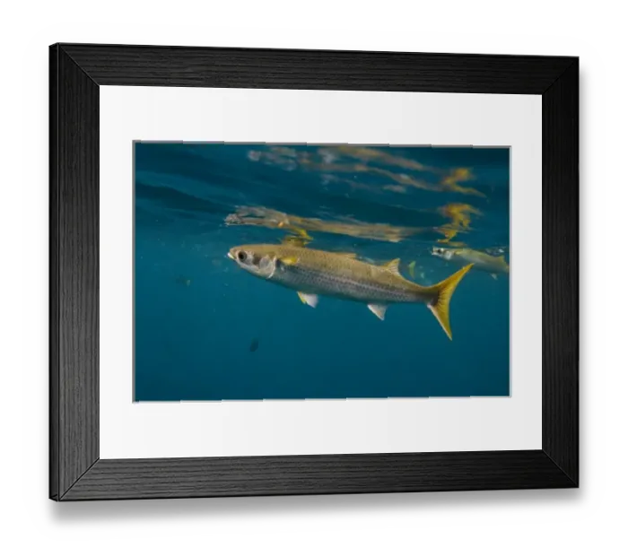 Framed Print : Central America, Ecuador Framed Print : Central America, Ecuador