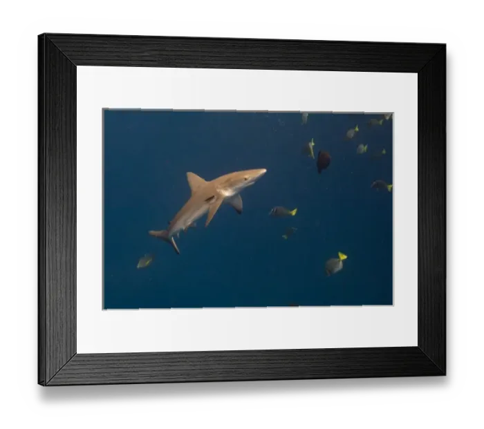 Framed Print : Galapagos Shark (Carcharhinus galapagensis) off of Wolf Island, Galapagos Islands, Ecuador Framed Print : Galapagos Shark (Carcharhinus galapagensis) off of Wolf Island, Galapagos Islands, Ecuador
