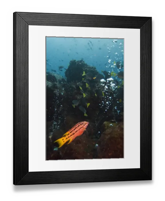 Framed Print : Geothermal activity as evidenced by bubbles eminating from the seabed Roca Redonda Framed Print : Geothermal activity as evidenced by bubbles eminating from the seabed Roca Redonda