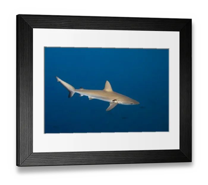 Framed Print : Galapagos Shark (Carcharhinus galapagensis) off of Wolf Island, Galapagos Islands, Ecuador Framed Print : Galapagos Shark (Carcharhinus galapagensis) off of Wolf Island, Galapagos Islands, Ecuador