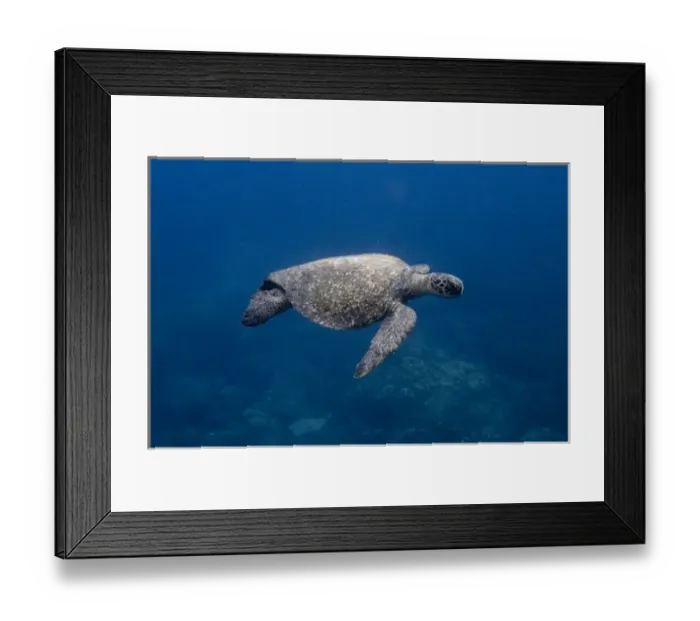 Framed Print : Green Turtle (Chelonia mydas agassisi) off Wolf Island in the northern archipelago Framed Print : Green Turtle (Chelonia mydas agassisi) off Wolf Island in the northern archipelago