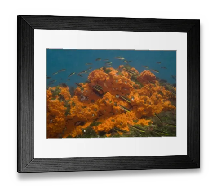 Framed Print : Rainbow Wrasse in Sponge (Thalassoma lucasanum) off of Wolf Island, Galapagos Islands, Ecuador Framed Print : Rainbow Wrasse in Sponge (Thalassoma lucasanum) off of Wolf Island, Galapagos Islands, Ecuador