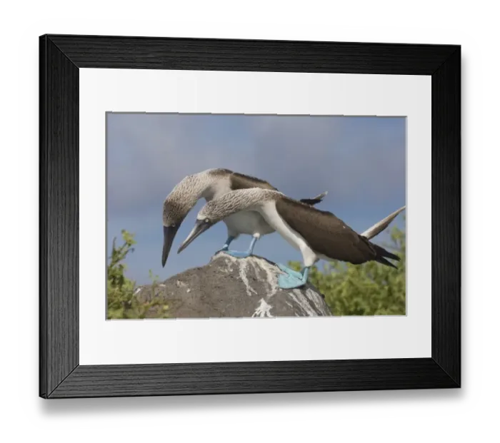 Framed Print : Blue-footed booby courtship (Sula nebouxii excisa) Punta Cevallos, Espanola or Hood Island Island Framed Print : Blue-footed booby courtship (Sula nebouxii excisa) Punta Cevallos, Espanola or Hood Island Island