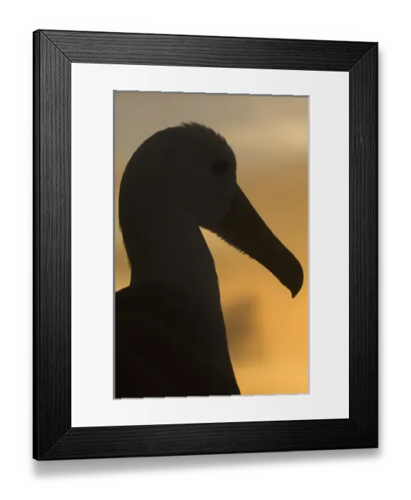 Framed Print : Waved Albatross (Phoebastria irrorata), Punta Cevallos, EspaAnola Island, Galapagos Islands Framed Print : Waved Albatross (Phoebastria irrorata), Punta Cevallos, EspaAnola Island, Galapagos Islands