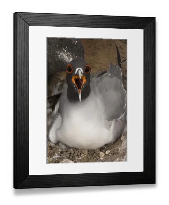 Framed Print : Swallow-tailed Gull (Larus furcatus) on nest, Punto Cevallos, Espanola (Hood) Island Framed Print : Swallow-tailed Gull (Larus furcatus) on nest, Punto Cevallos, Espanola (Hood) Island