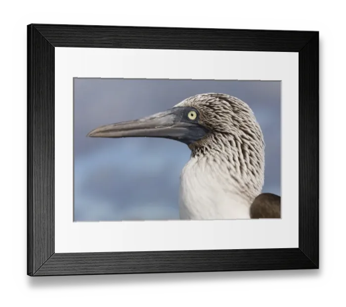 Framed Print : Blue-footed booby (Sula nebouxii excisa) Punta Cevallos, Espanola or Hood Island Island Framed Print : Blue-footed booby (Sula nebouxii excisa) Punta Cevallos, Espanola or Hood Island Island