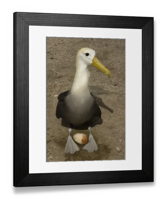 Framed Print : Waved Albatross (Phoebastria irrorata) with egg. Punta Cevallos, Espanola Island Framed Print : Waved Albatross (Phoebastria irrorata) with egg. Punta Cevallos, Espanola Island